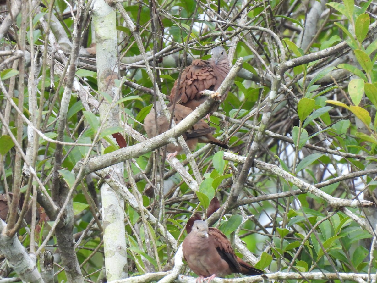 Ruddy Ground Dove - ML619698872