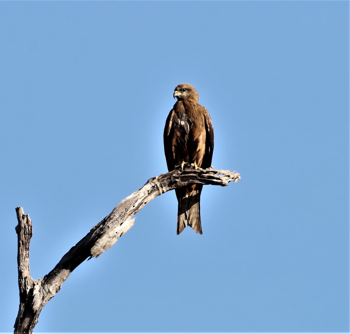 Black Kite - ML619698879