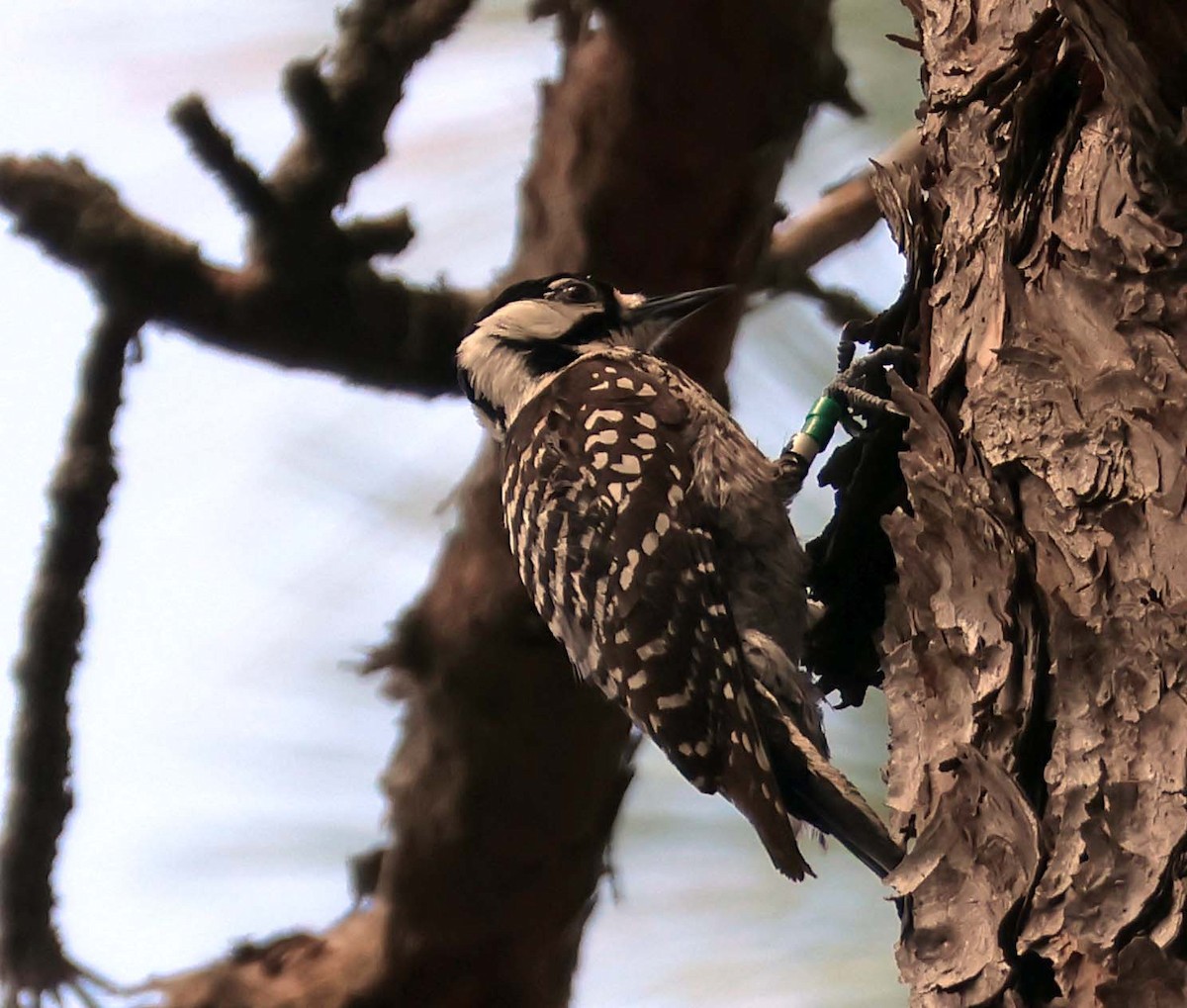 Red-cockaded Woodpecker - ML619698886