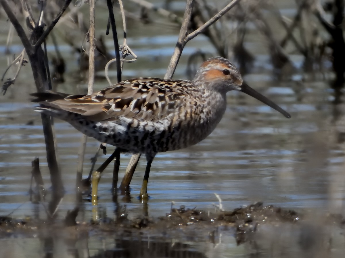 Stilt Sandpiper - ML619698896