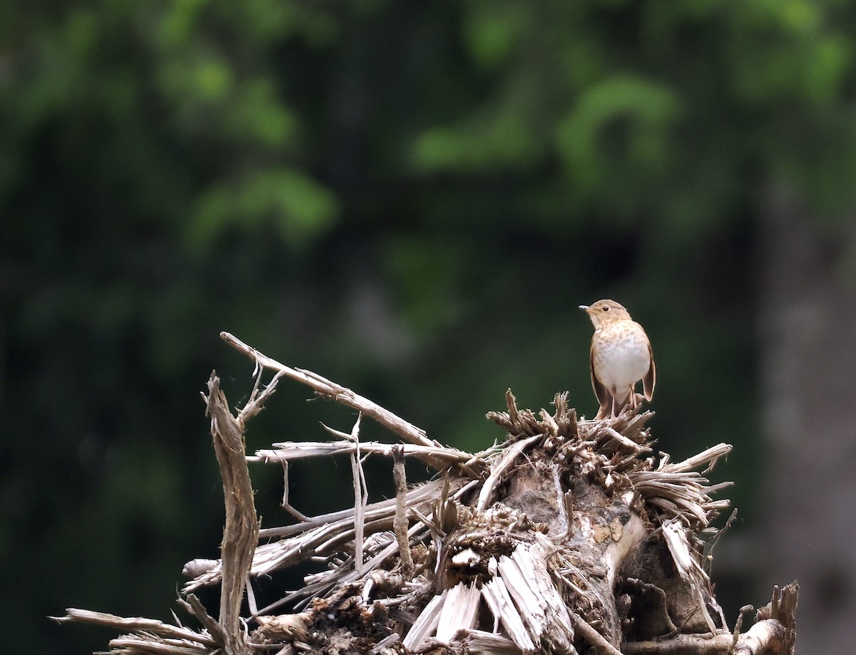 Swainson's Thrush - ML619698899