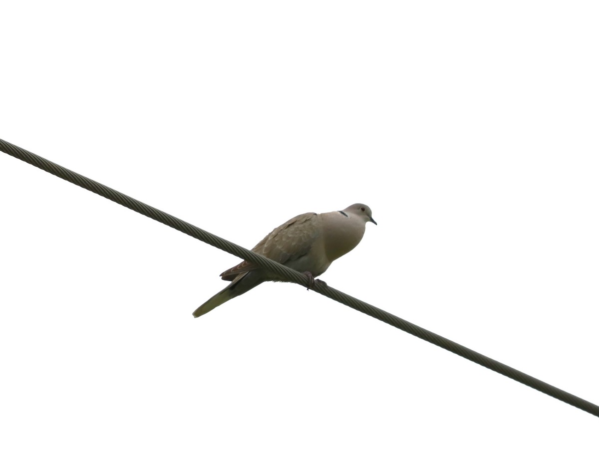 Eurasian Collared-Dove - ML619698921
