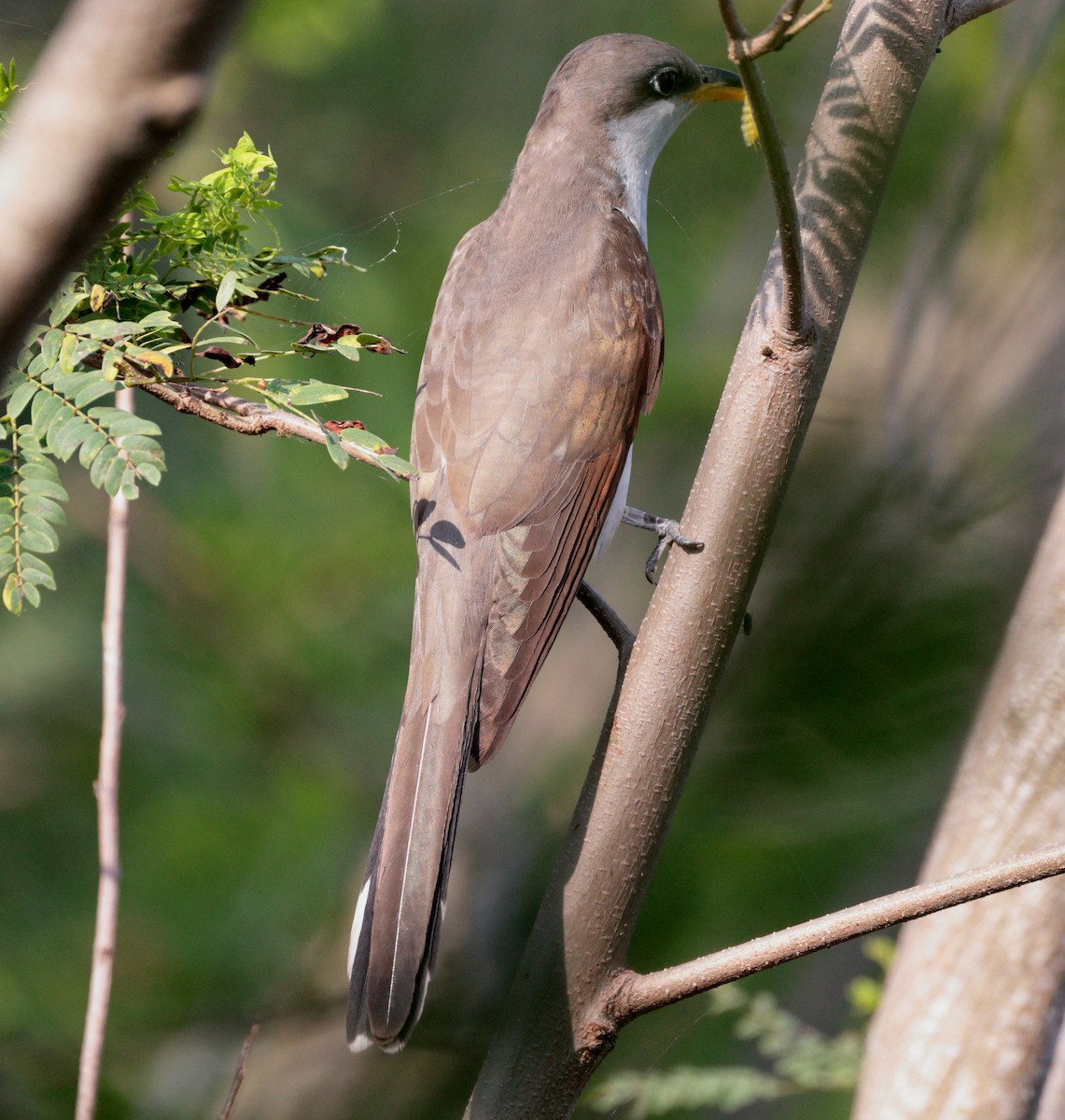 Yellow-billed Cuckoo - ML619698956