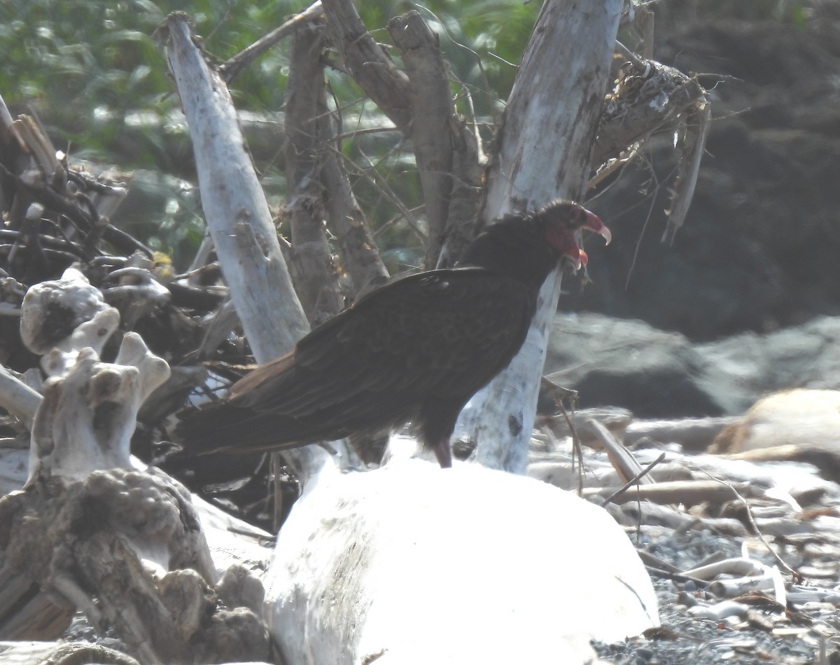 Turkey Vulture - ML619698966