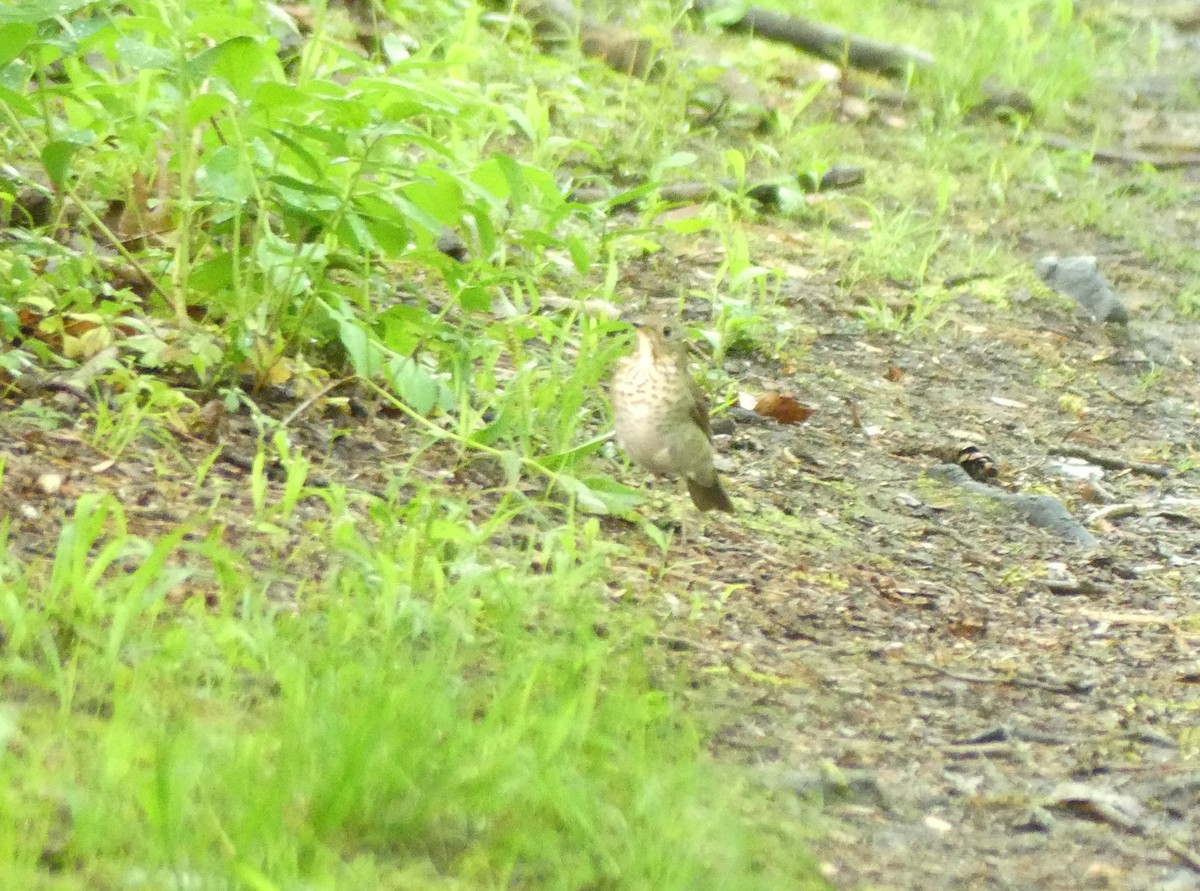 Gray-cheeked Thrush - ML619698981