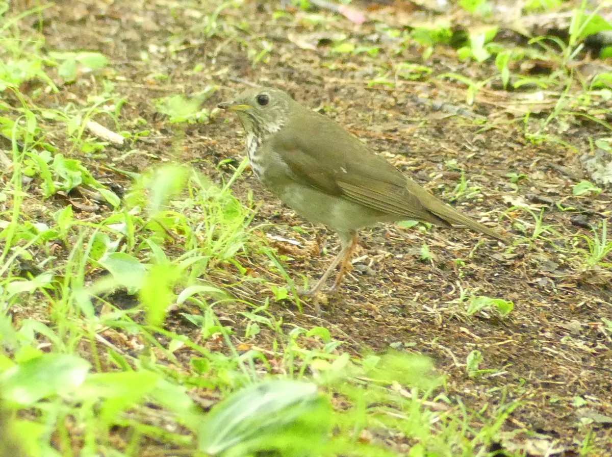 Gray-cheeked Thrush - ML619698984