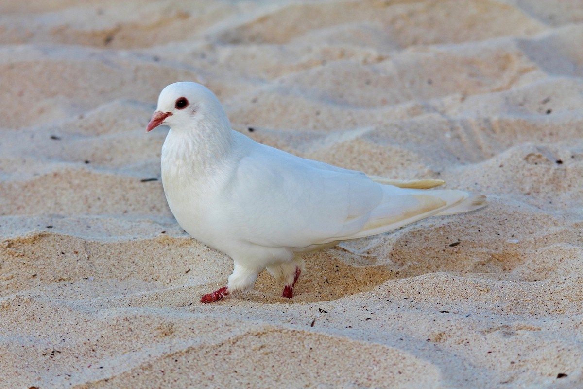 Rock Pigeon (Feral Pigeon) - ML619699003