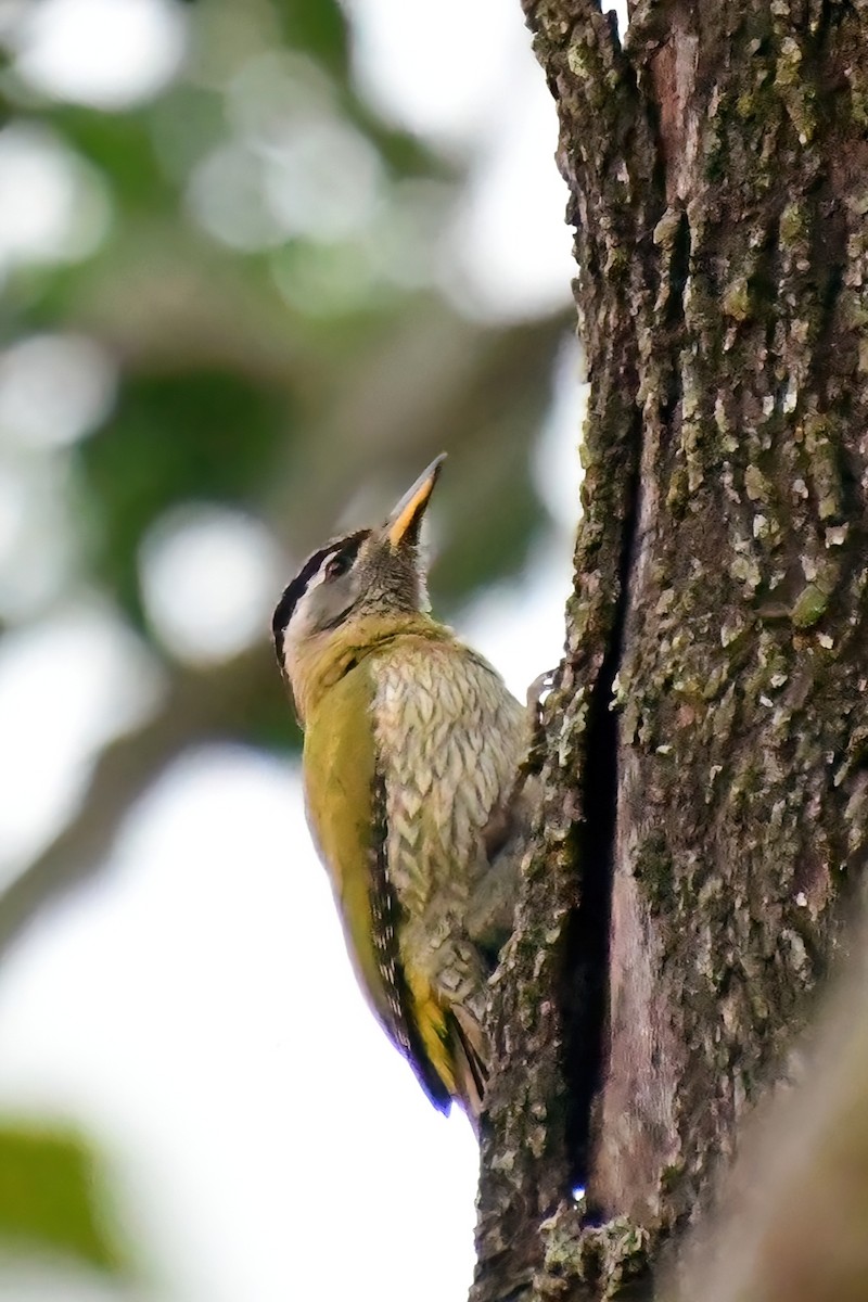 Yellow-crowned Woodpecker - ML619699004