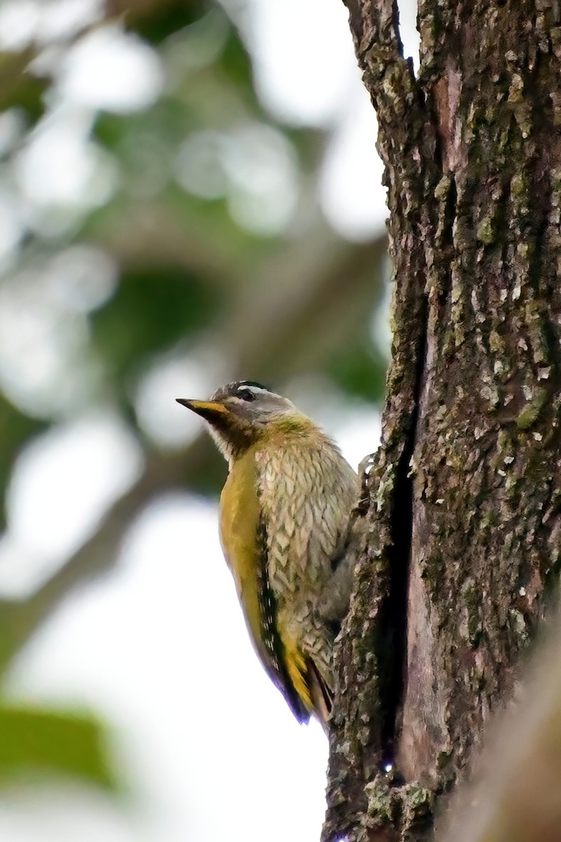 Yellow-crowned Woodpecker - ML619699005