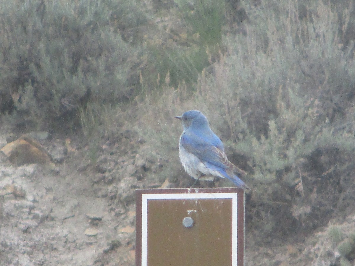 Mountain Bluebird - ML619699019