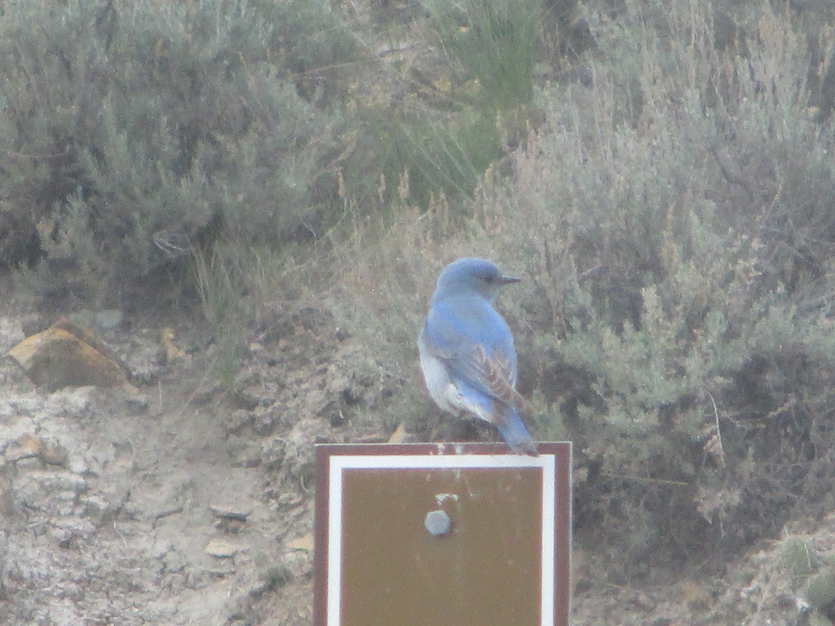 Mountain Bluebird - ML619699022