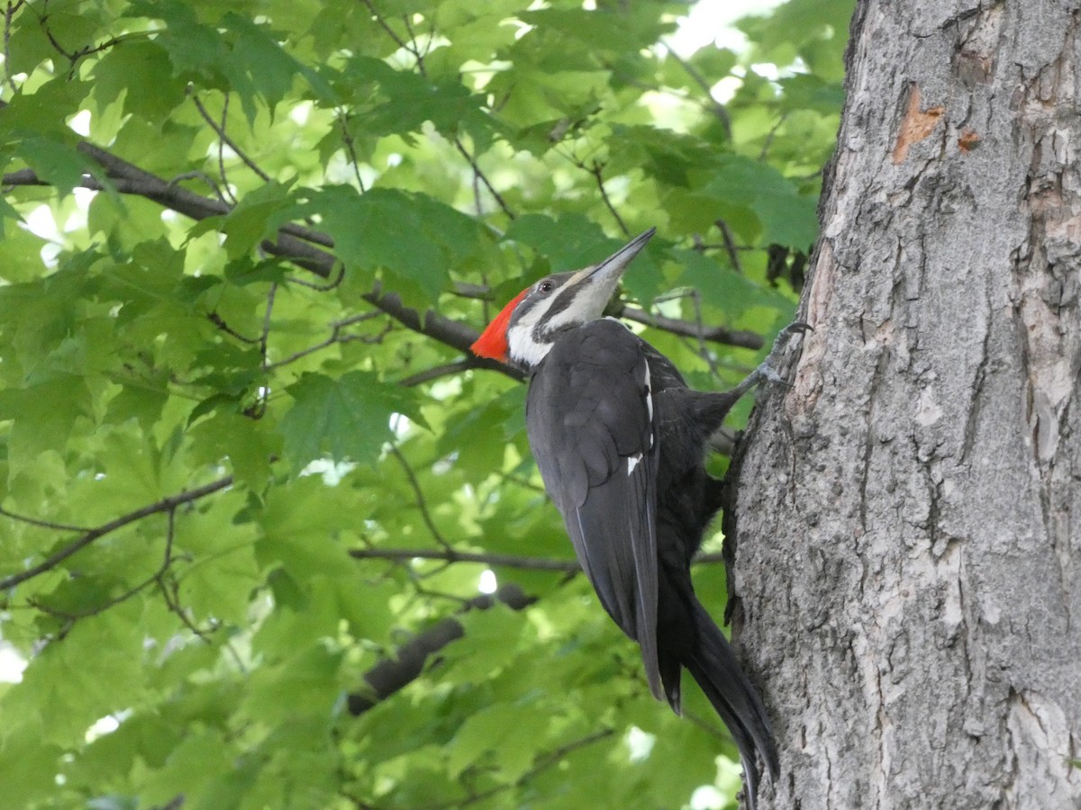 Pileated Woodpecker - ML619699024