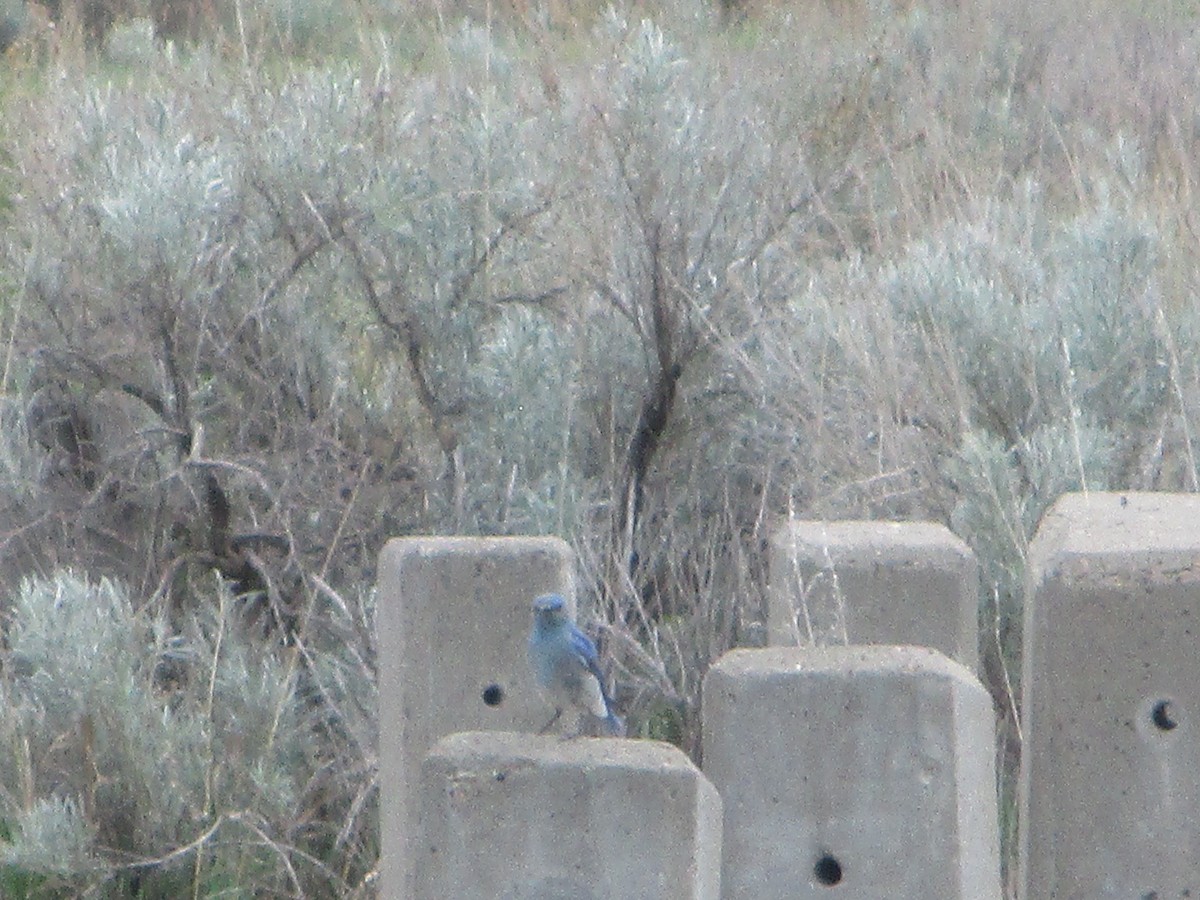 Mountain Bluebird - ML619699028