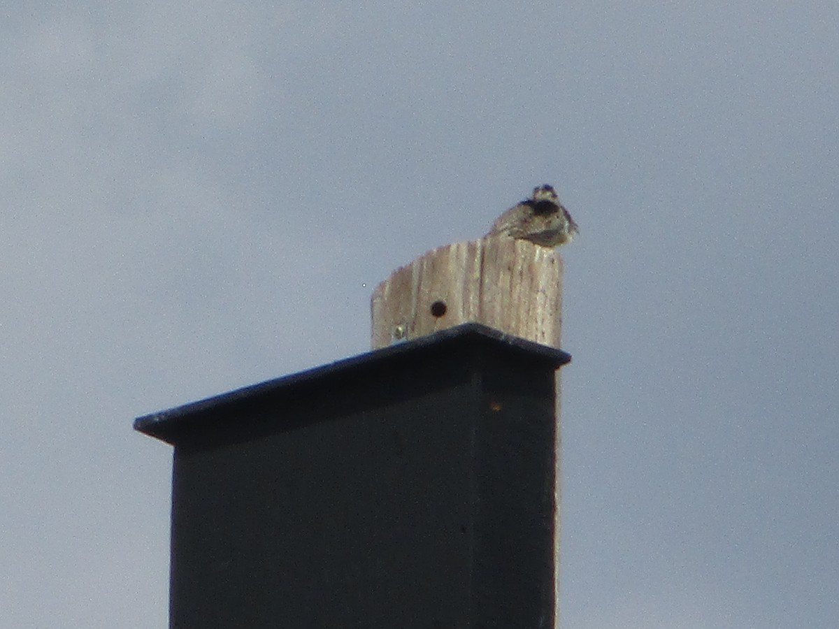 Western Meadowlark - ML619699045