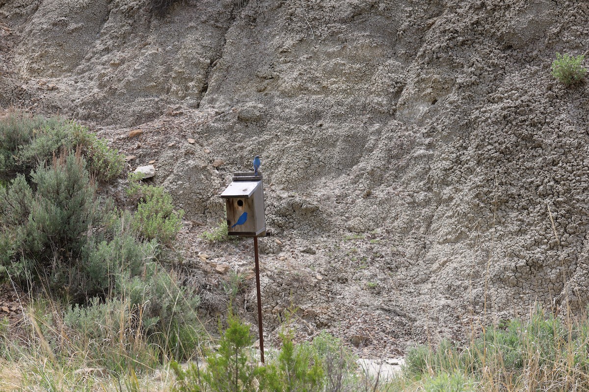 Mountain Bluebird - ML619699051