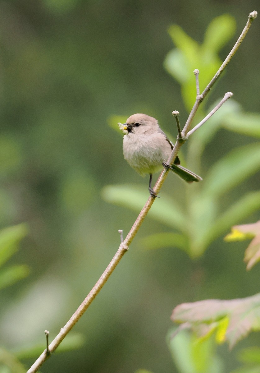 Bushtit - ML619699062