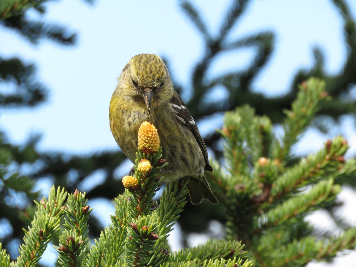 White-winged Crossbill - ML619699086