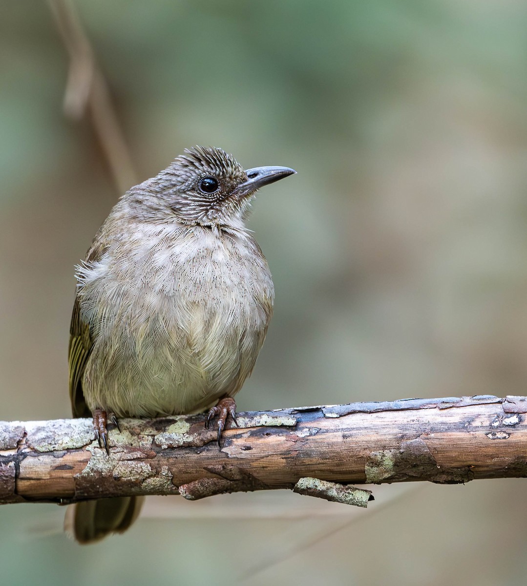 Ashy-fronted Bulbul - Guy Tremblay