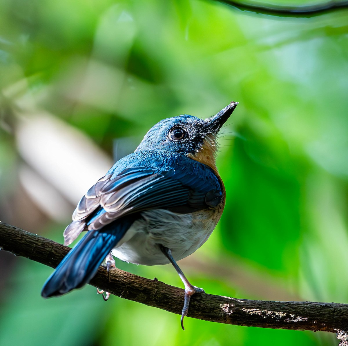 Palawan Blue Flycatcher - ML619699134