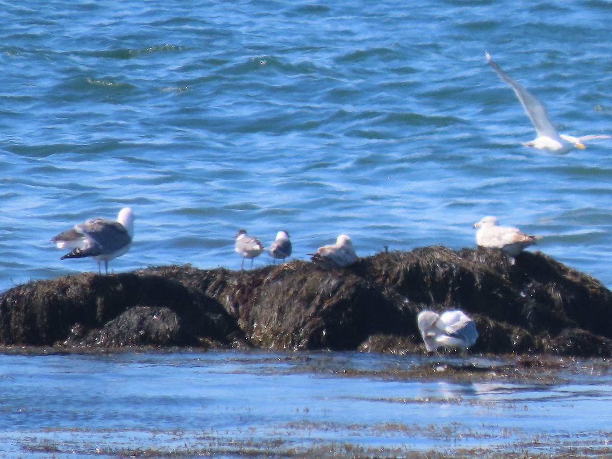 Laughing Gull - ML619699138