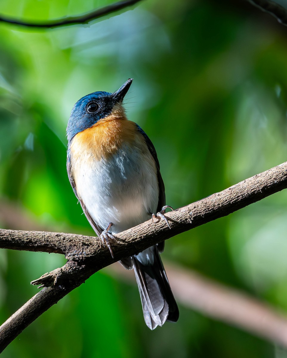 Palawan Blue Flycatcher - ML619699154