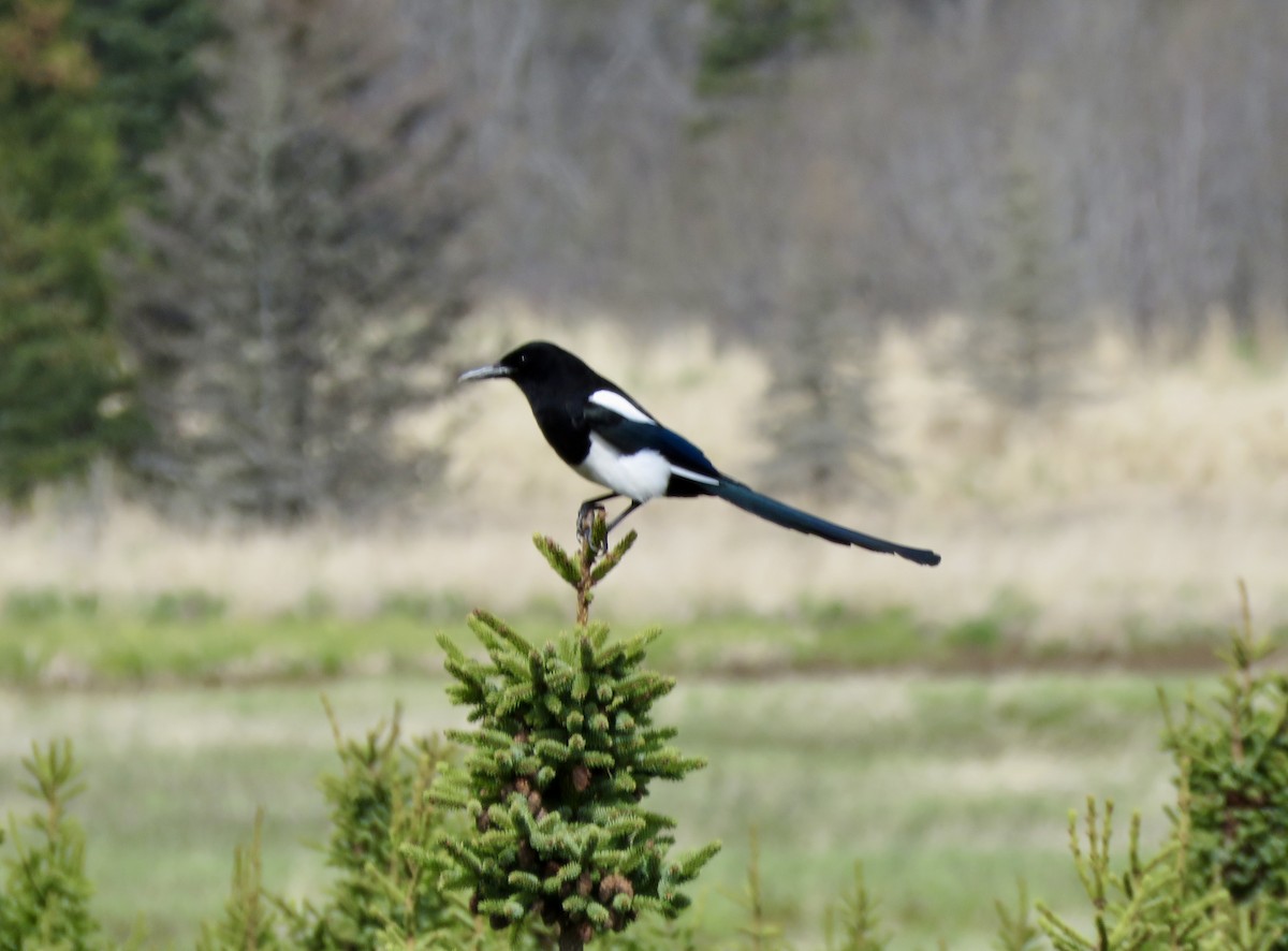 Black-billed Magpie - ML619699155