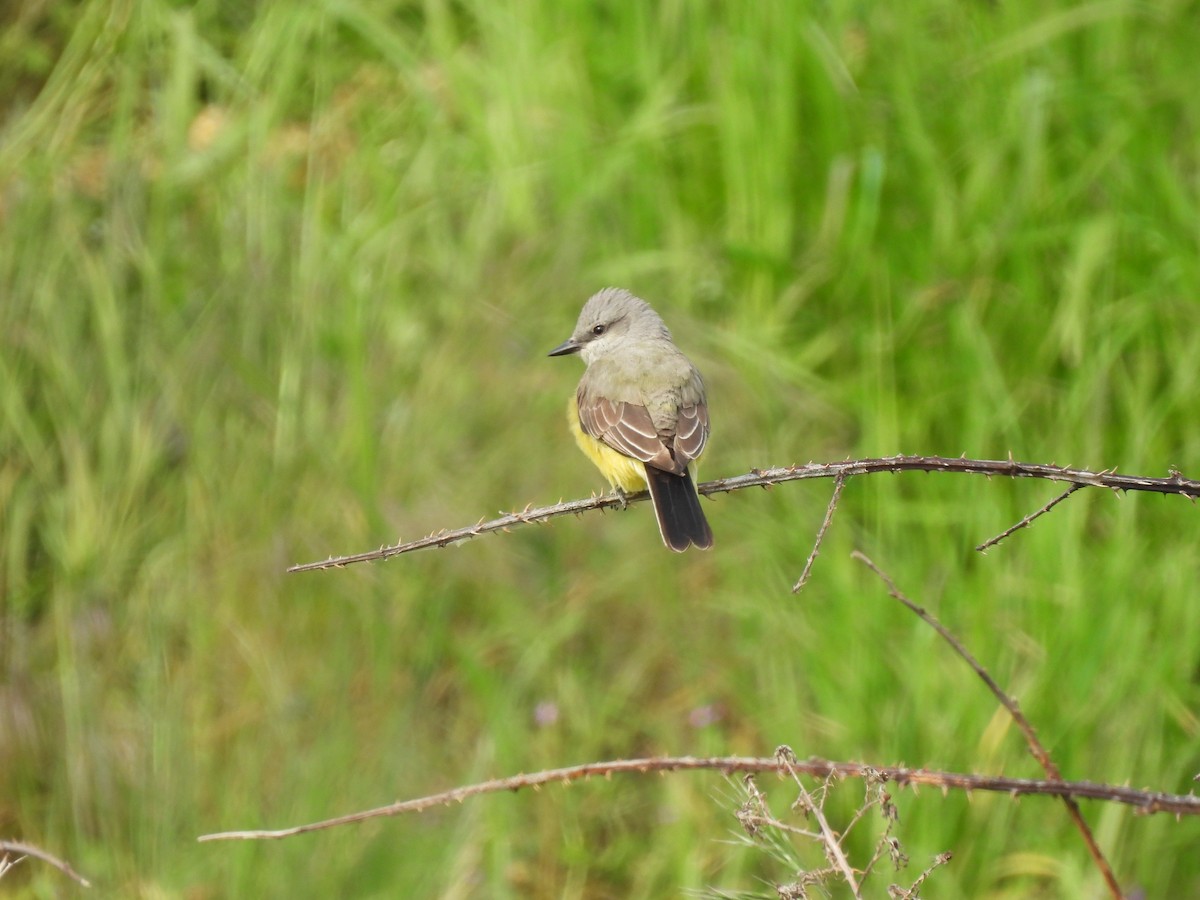 Western Kingbird - ML619699159