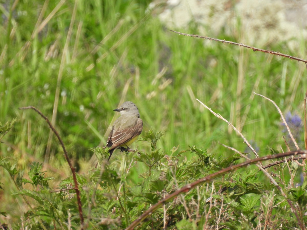 Western Kingbird - ML619699160