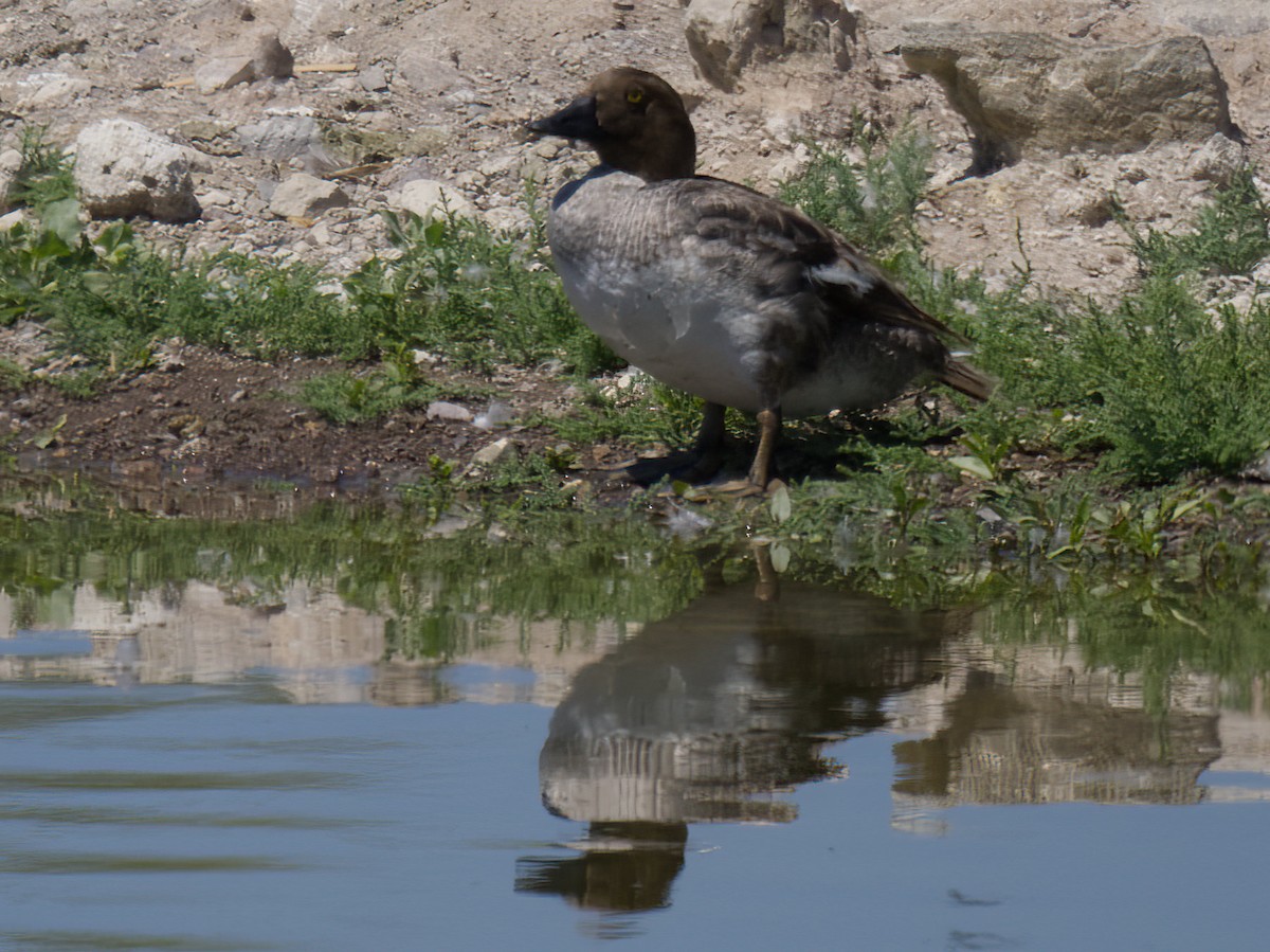 Common Goldeneye - ML619699167