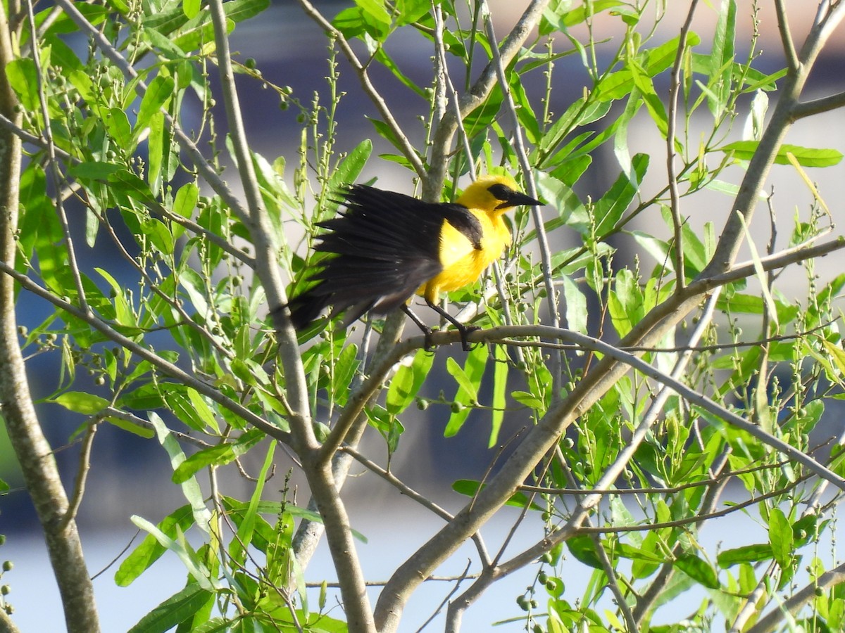 Oriole Blackbird - ML619699180