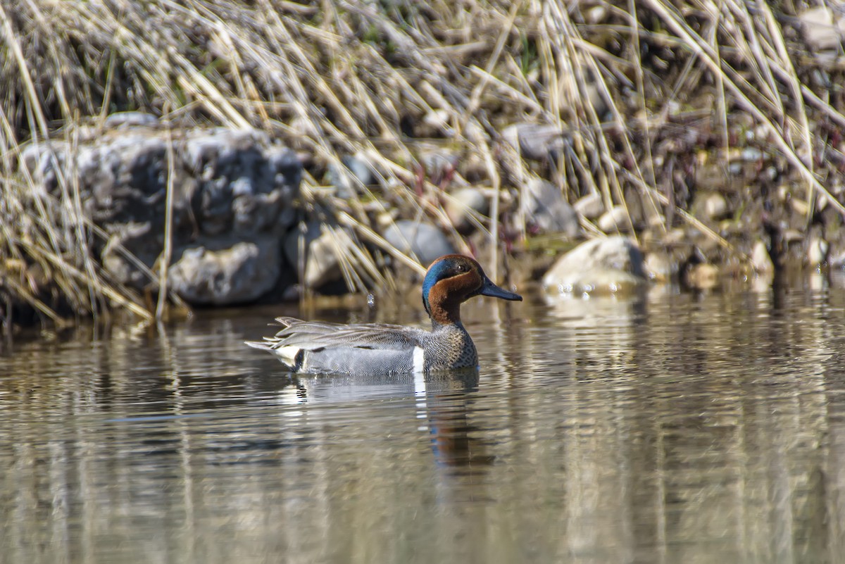 Green-winged Teal - ML619699202