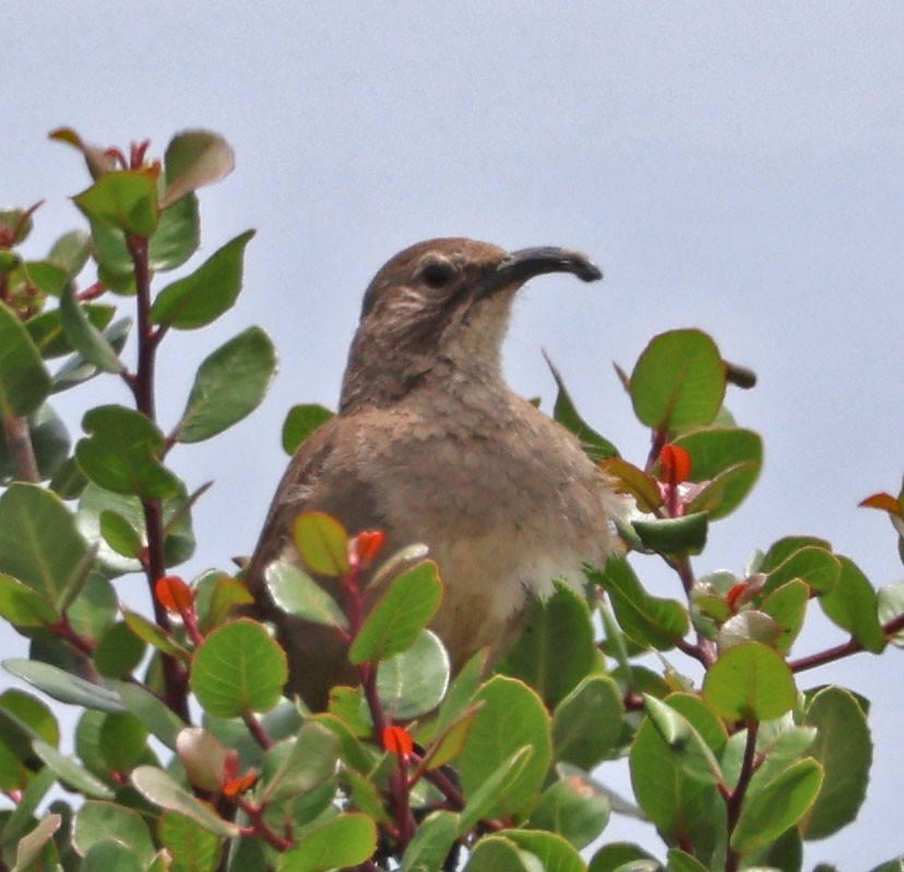 California Thrasher - ML619699223