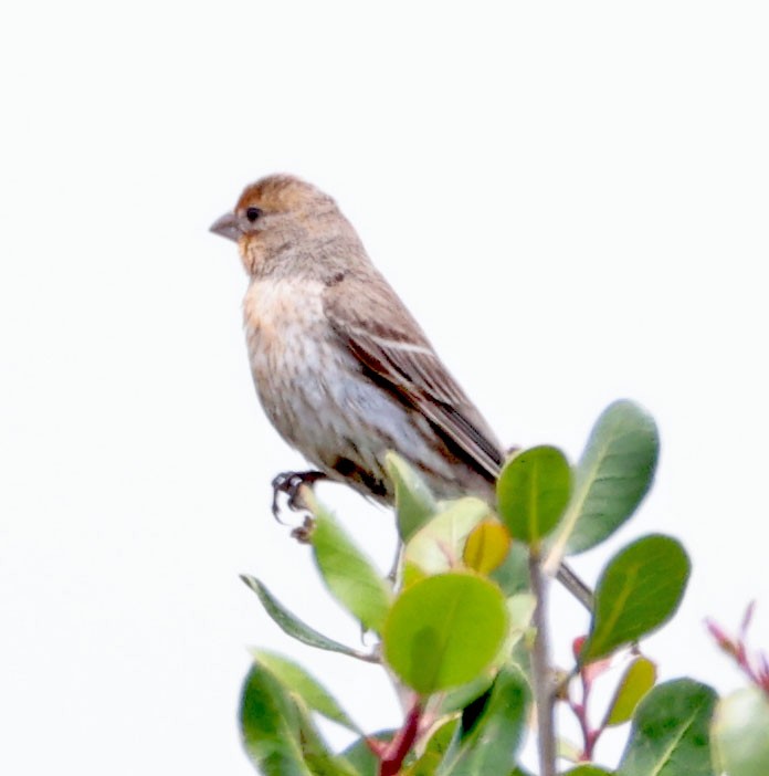 House Finch - ML619699245