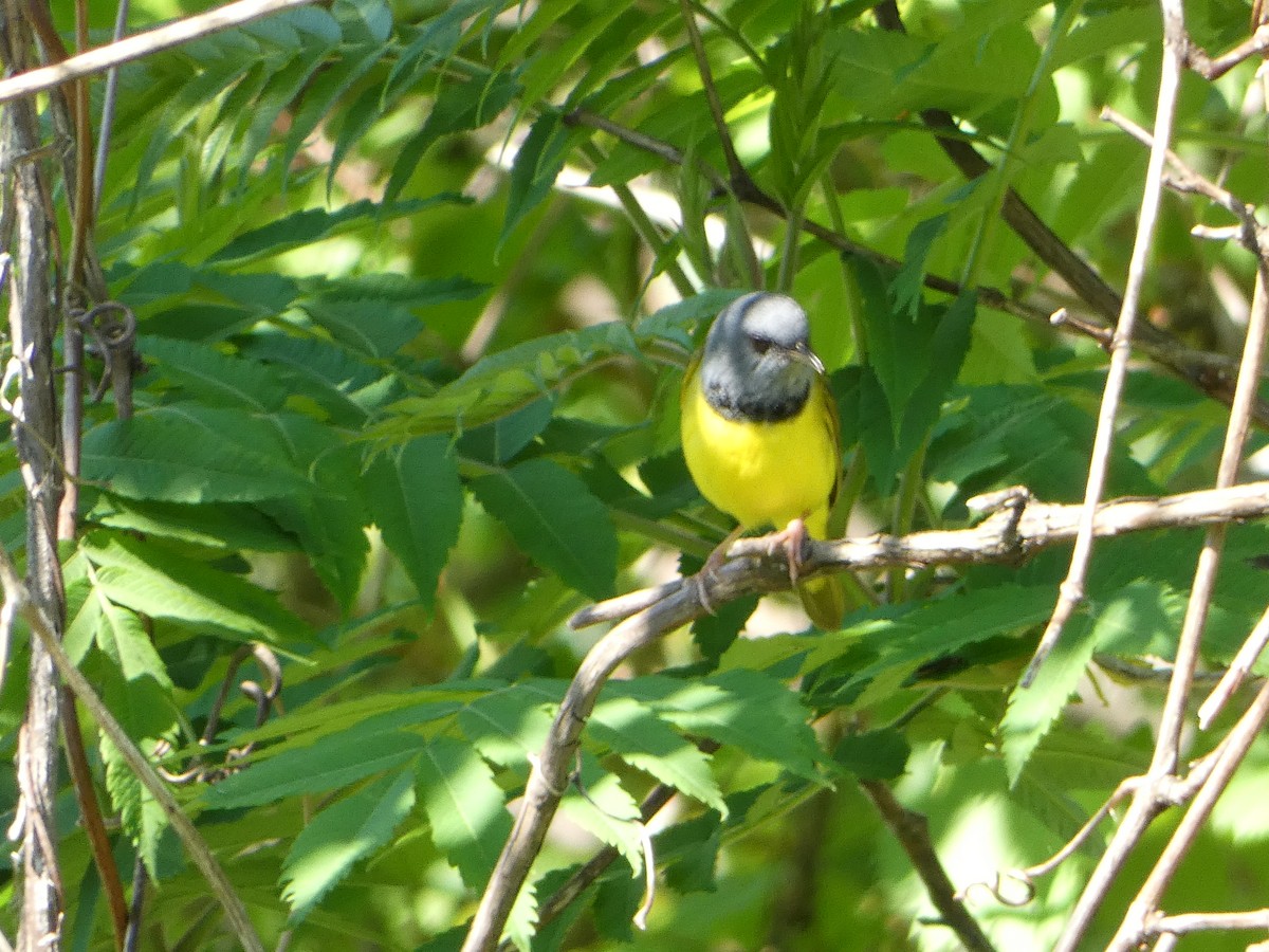 Mourning Warbler - ML619699258