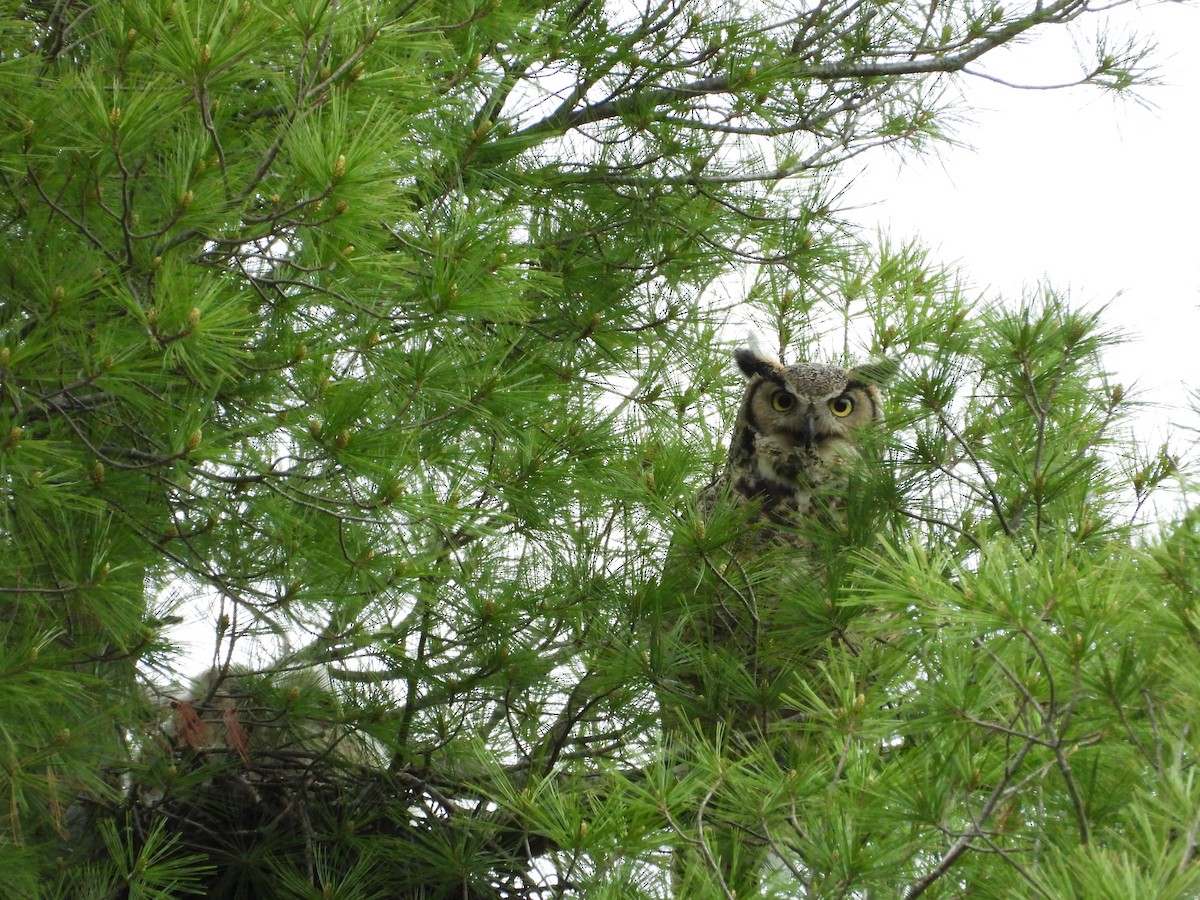 Great Horned Owl - ML619699273