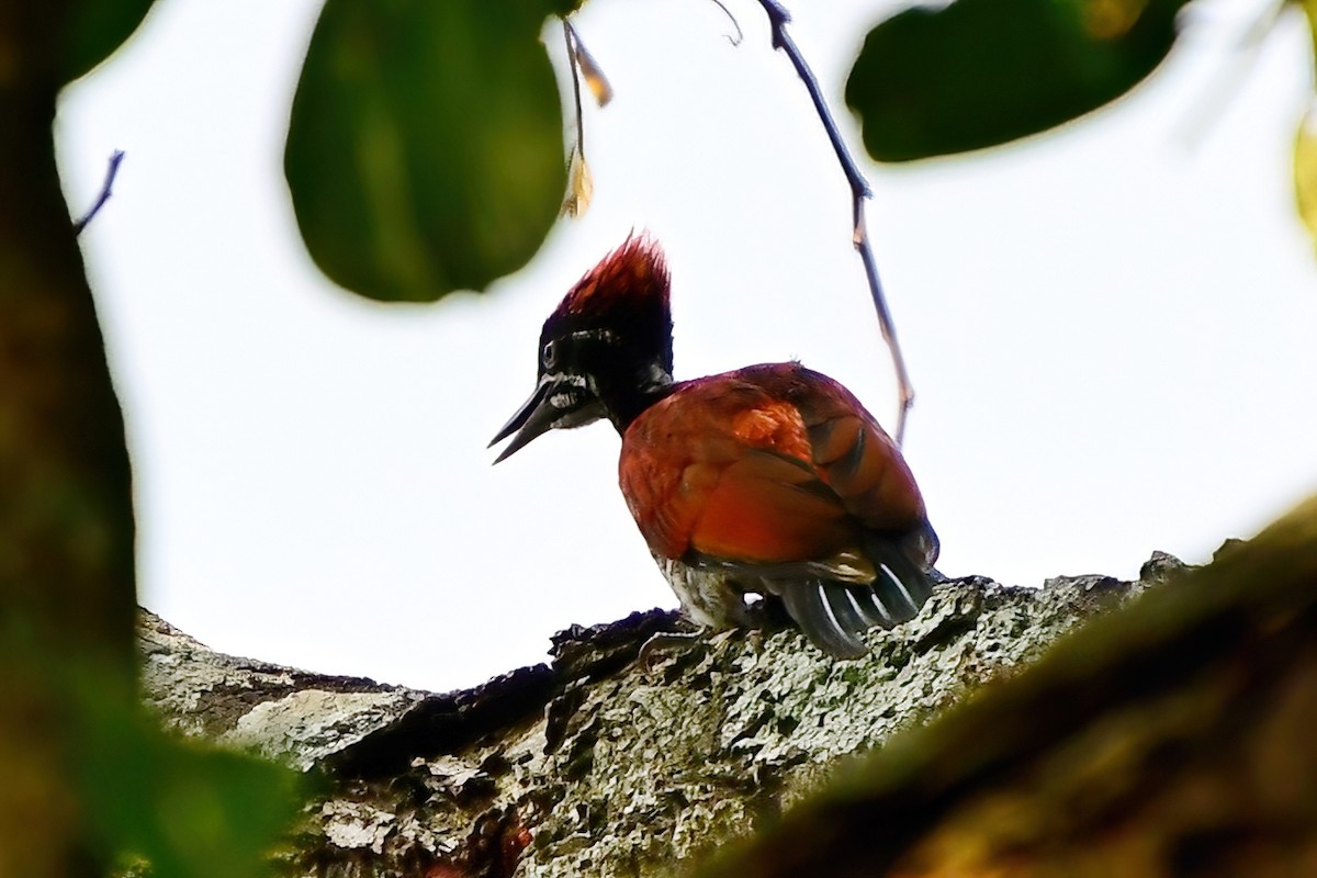 Crimson-backed Flameback - ML619699285