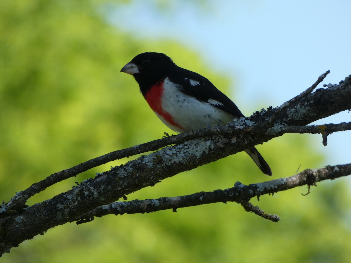 Rose-breasted Grosbeak - ML619699294