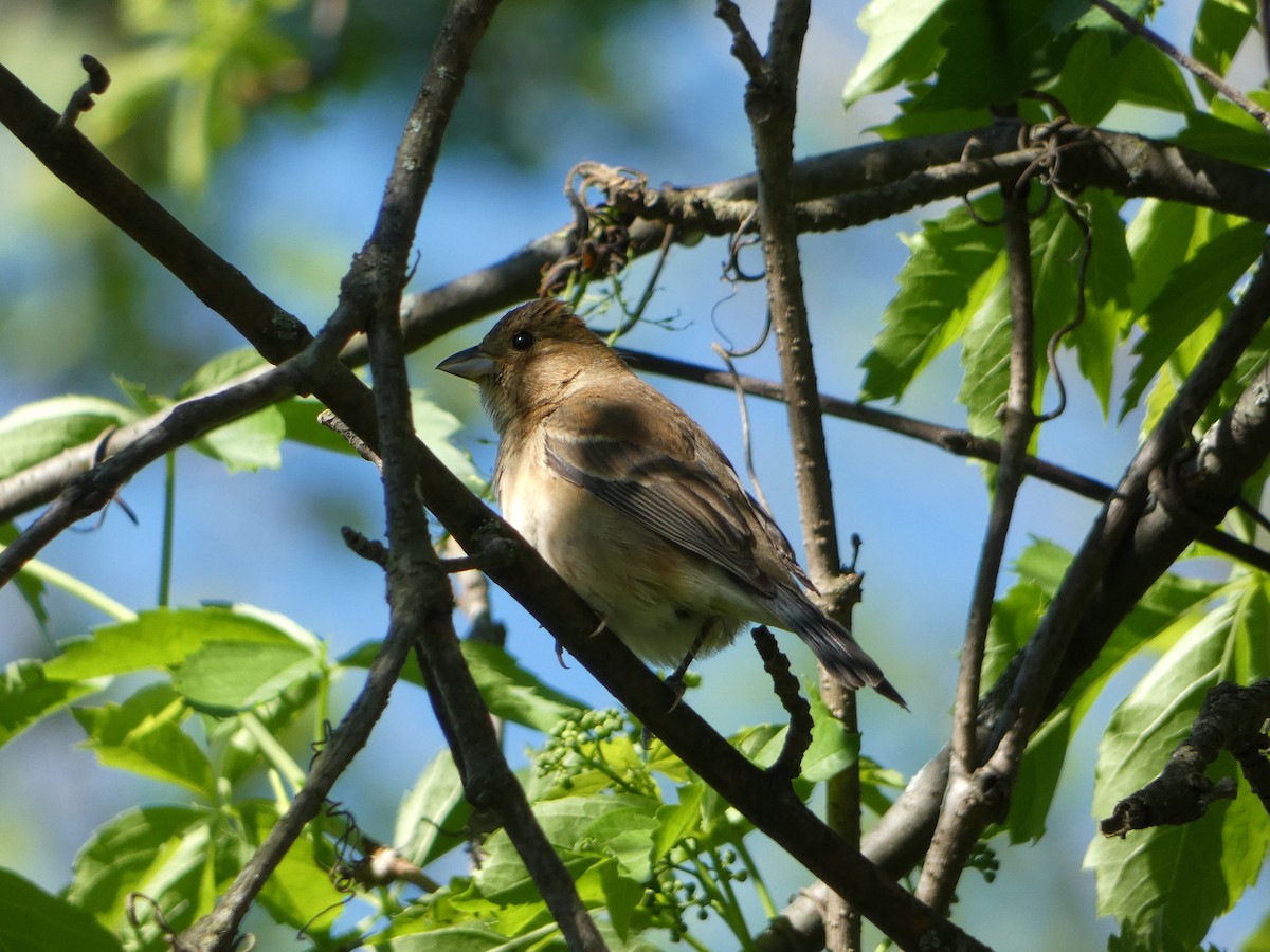 Indigo Bunting - ML619699309