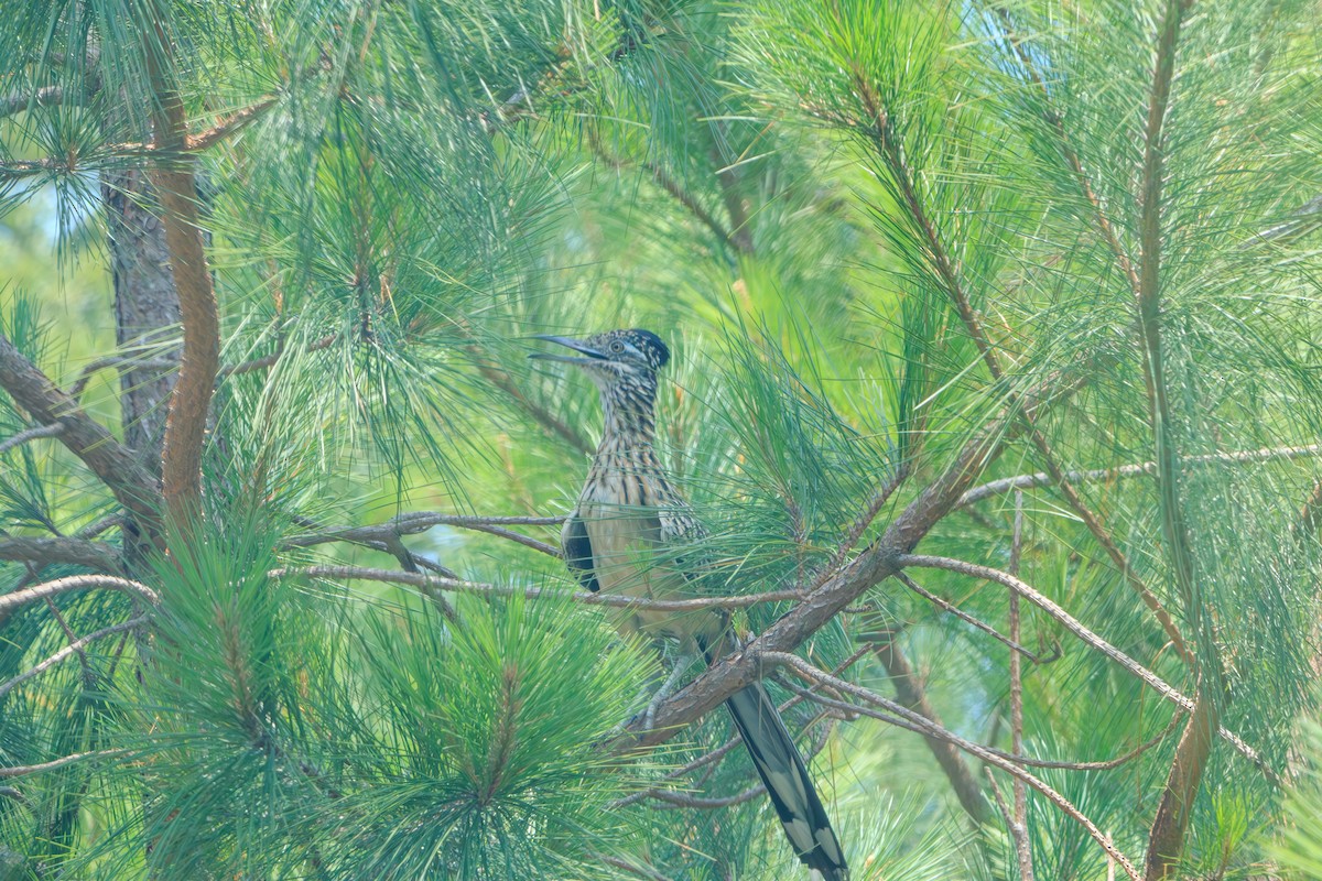 Greater Roadrunner - ML619699346