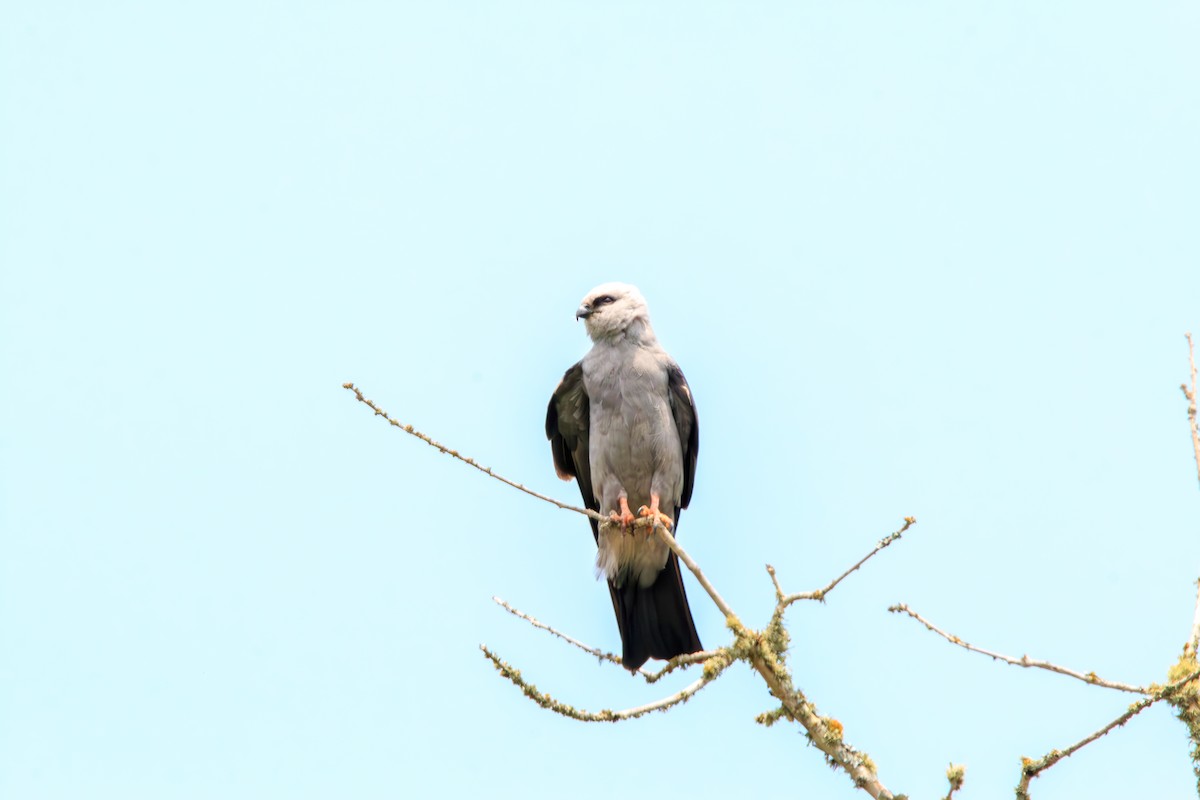 Mississippi Kite - ML619699366