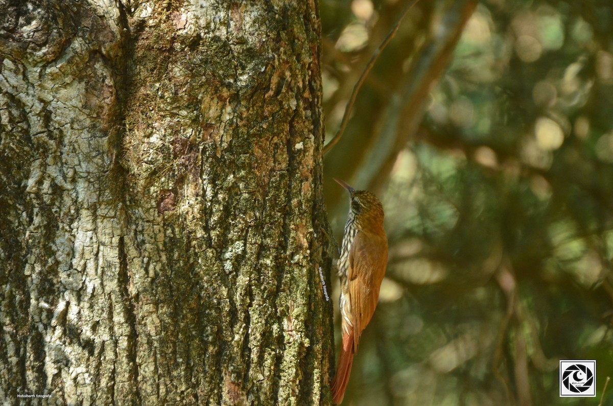 Scaled Woodcreeper - ML619699430