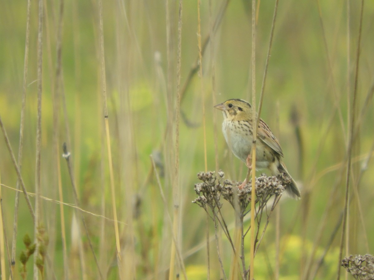 Henslow's Sparrow - ML619699434