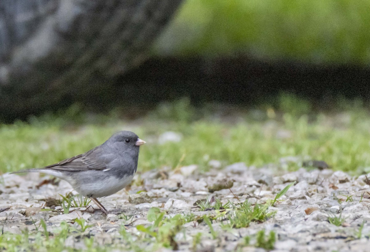 Junco ardoisé - ML619699436