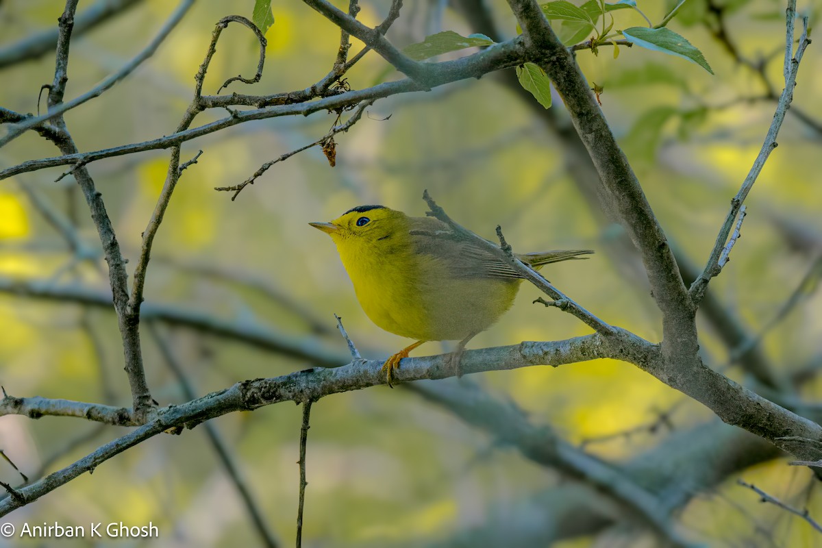 Wilson's Warbler - ML619699440