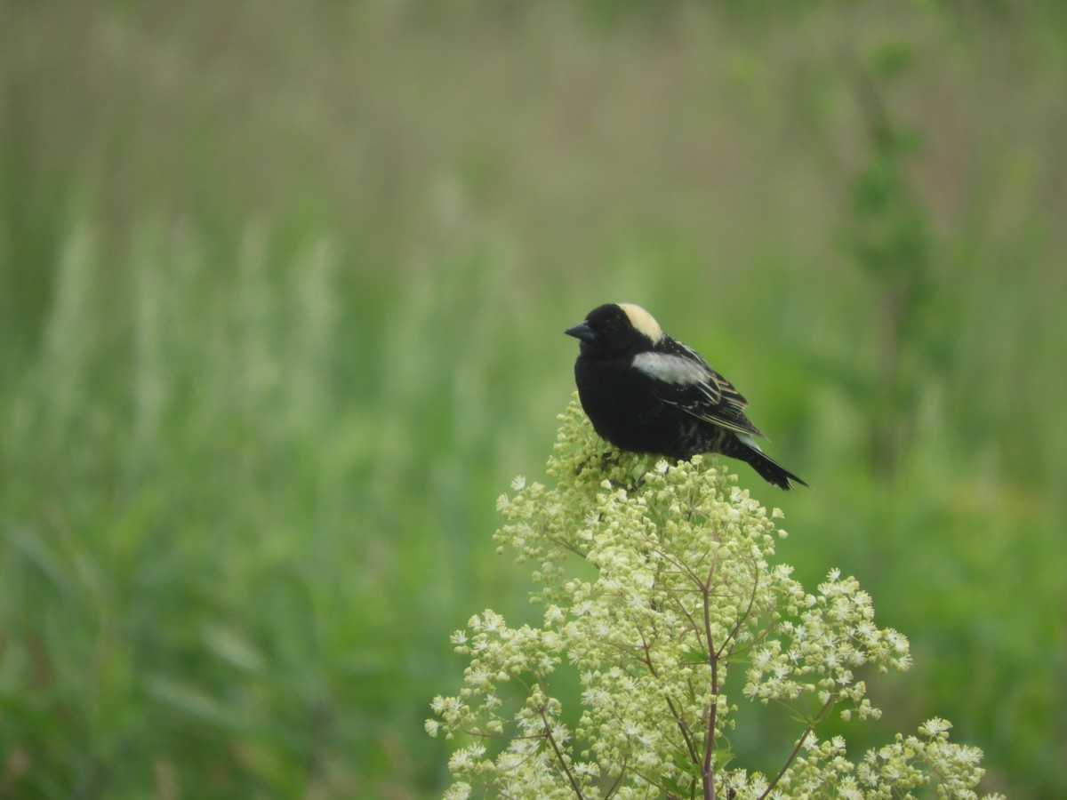 Bobolink - ML619699443