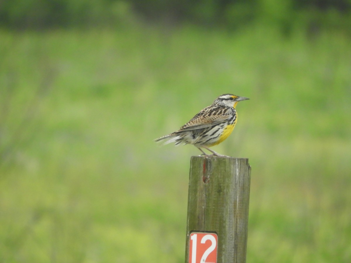 Eastern Meadowlark - ML619699448