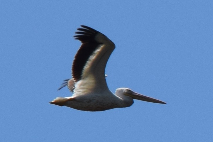 pelikán severoamerický - ML619699457