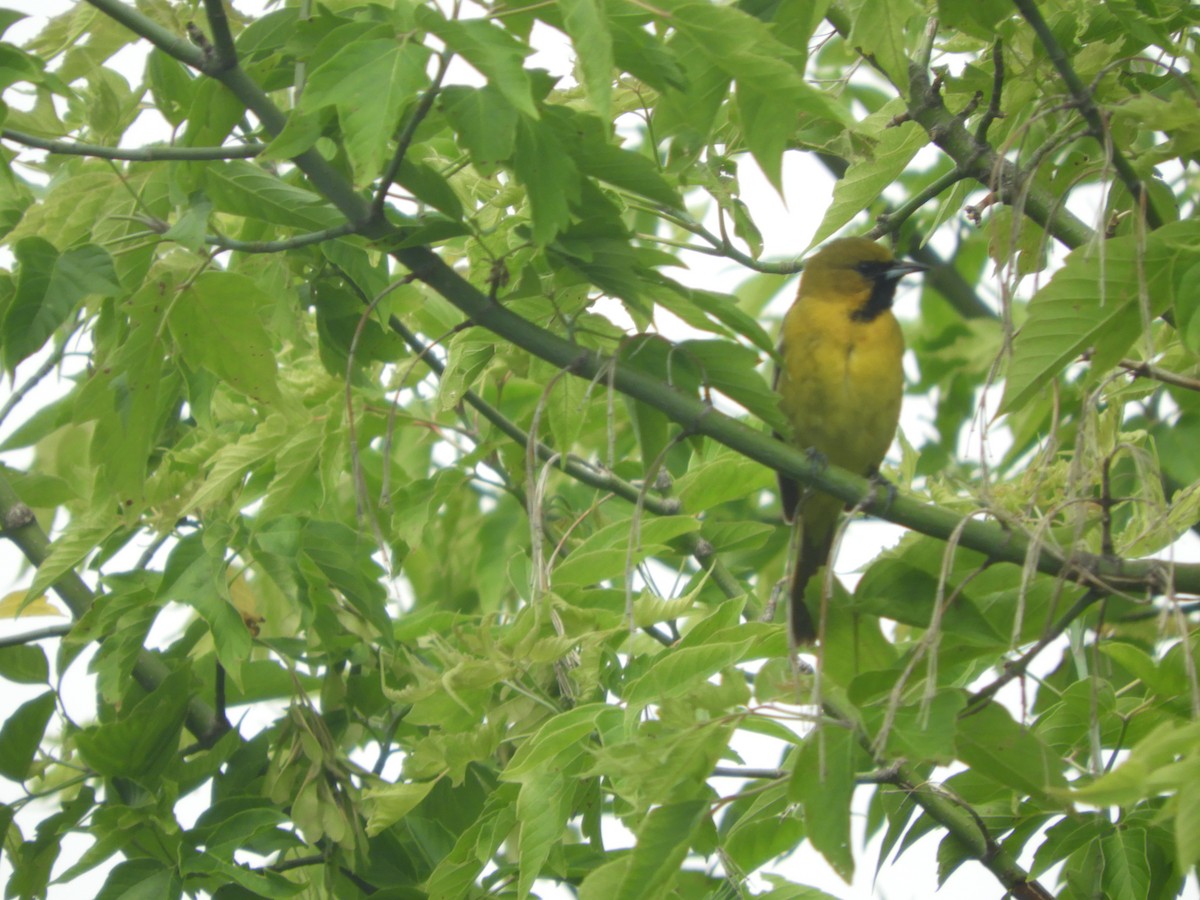 Orchard Oriole - Marion Miller