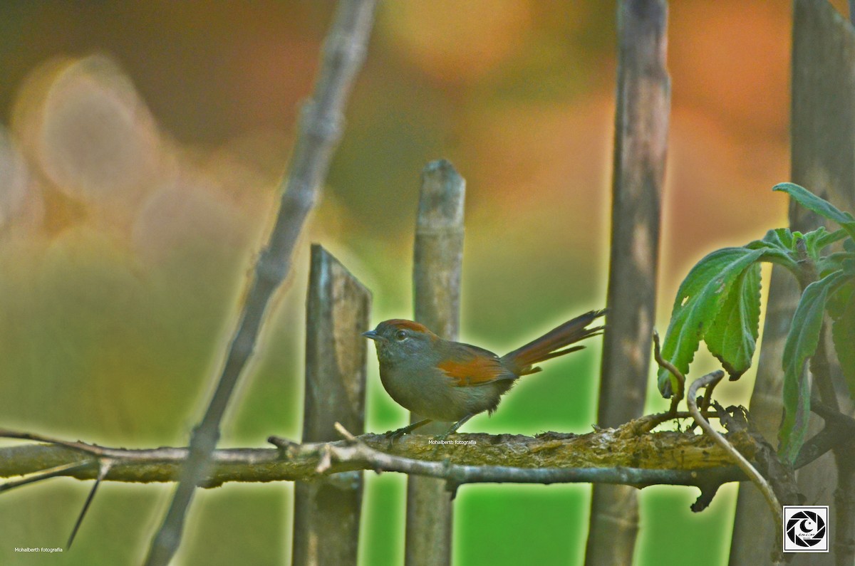 Rufous-capped Spinetail - ML619699484