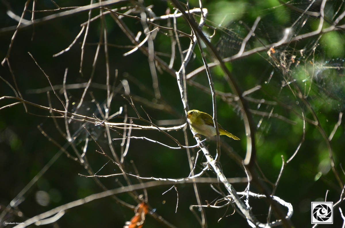Rufous-headed Tanager - ML619699532